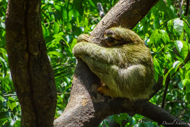 Paresseux - sloth  
