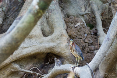 Héron vert - Green Heron  