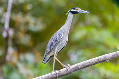 Bihoreau violacé - Yellow-crowned Night Heron
  