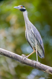 Bihoreau violacé - Yellow-crowned Night Heron
  