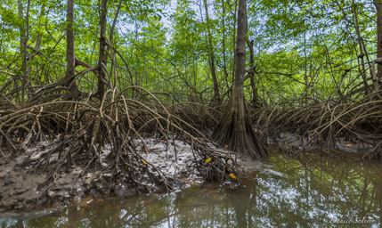 Mangrove  