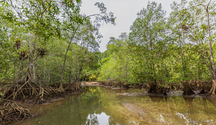 Mangrove  