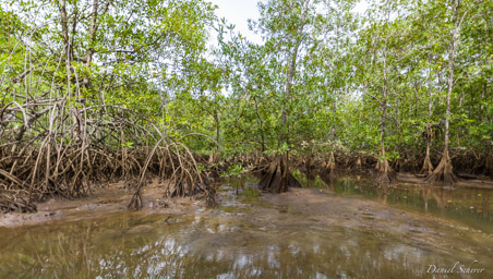 Mangrove  