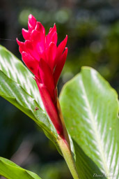Heliconia  