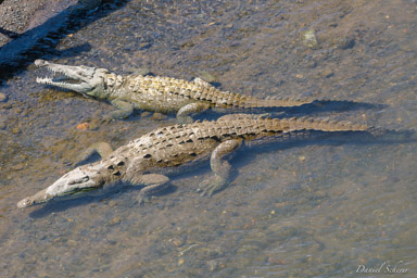Crocodile américain - American crocodile  
