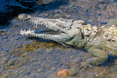 Crocodile américain - American crocodile  