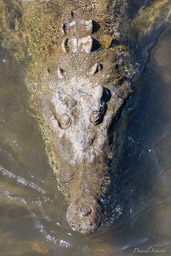 Crocodile américain - American crocodile  