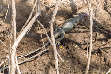 Iguane vert - Green iguana  