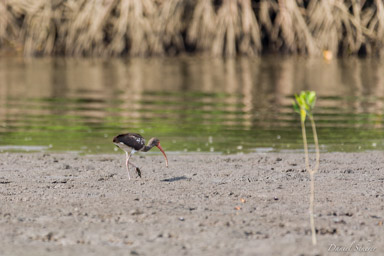 Ibis blanc (juvénile)- American White Ibis  