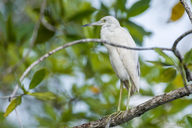 Aigrette bleue (juvénile)- Little Blue Heron  