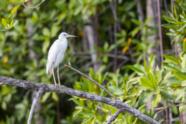 Aigrette bleue (juvénile)- Little Blue Heron  