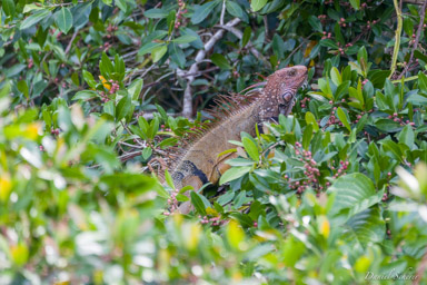 Iguane vert - Green iguana  