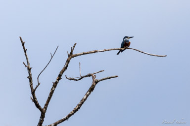 Martin-pêcheur à ventre roux - Ringed Kingfisher  