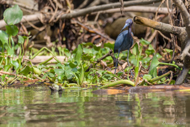 Aigrette bleue - Little Blue Heron  
