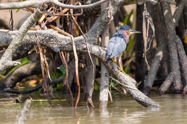Héron vert - Green Heron  