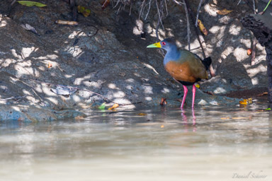 Râle de Cayenne - Grey-necked Wood Rail  