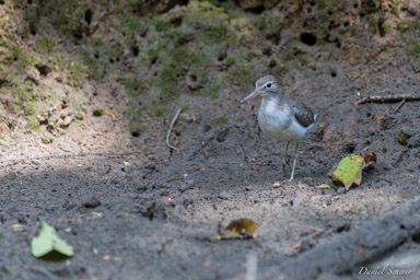 Chevalier grivelé - Spotted Sandpiper  