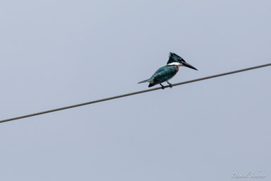 Martin-pêcheur à ventre roux - Ringed Kingfisher  