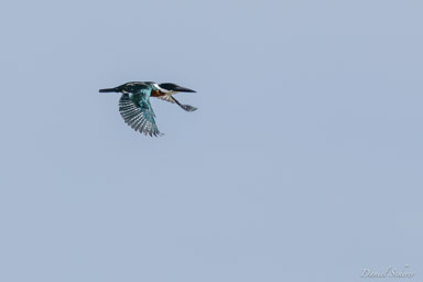 Martin-pêcheur à ventre roux - Ringed Kingfisher  