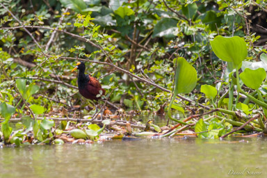 Jacana du Mexique - Northern Jacana  