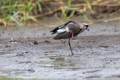 Vanneau téro - Southern Lapwing  