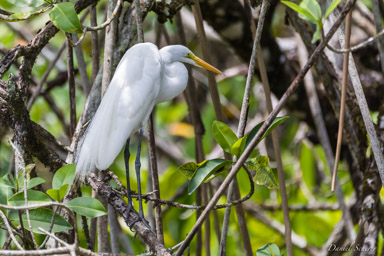 Grande Aigrette - Great Egret  
