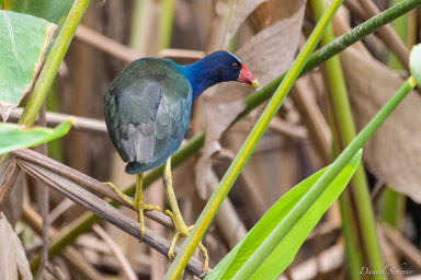 Talève violacée - Purple Gallinule  