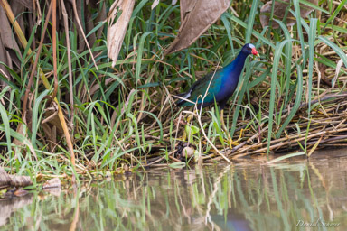 Talève violacée - Purple Gallinule  