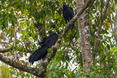 Urubu noir - Black Vulture  