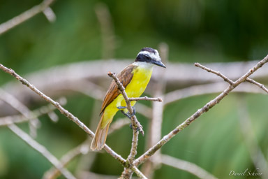 Tyran pitangua - Boat-billed Flycatcher  