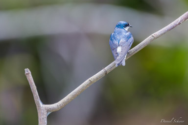 Hirondelle bicolore - Tree Swallow  