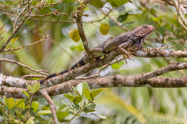 Iguane vert - Green iguana  