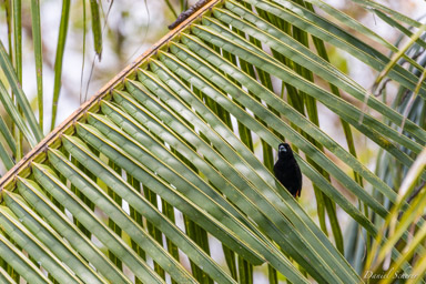 Tangara de Cherrie
- Cherrie's Tanager  