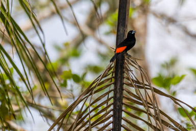 Tangara de Cherrie
- Cherrie's Tanager  