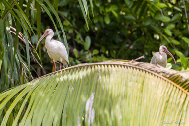 Ibis blanc - American White Ibis  