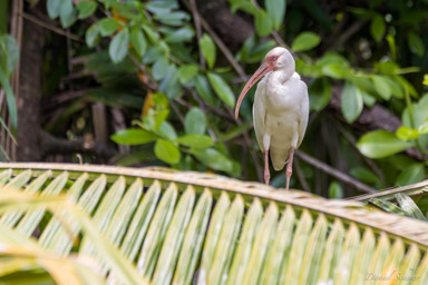 Ibis blanc - American White Ibis  