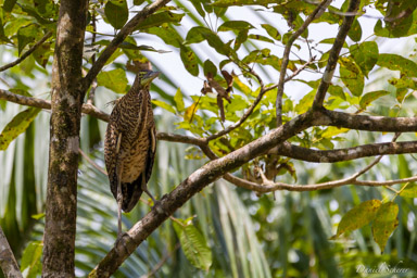 Onoré rayé
(juvénile) - Rufescent Tiger Heron
  
