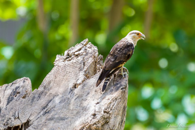 Caracara à tête jaune
 - Yellow-headed Caracara  