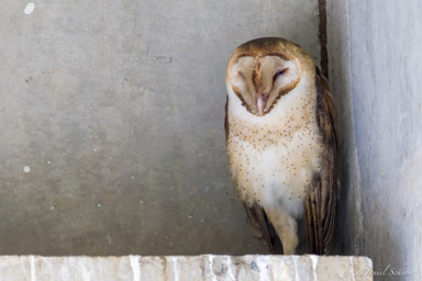 Effraie d'Amérique -
American Barn Owl  