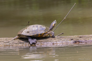 Tortue de Floride - Yellow-bellied Slider  