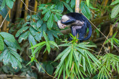 Singe capucin - White face monkey  