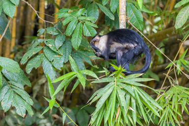 Singe capucin - White face monkey  