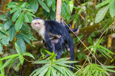 Singe capucin - White face monkey  