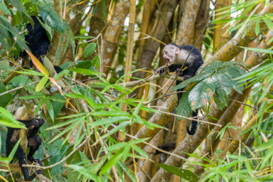 Singe capucin - White face monkey  
