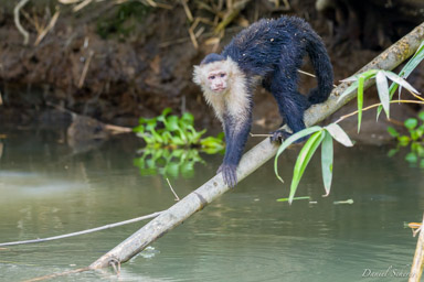 Singe capucin - White face monkey  