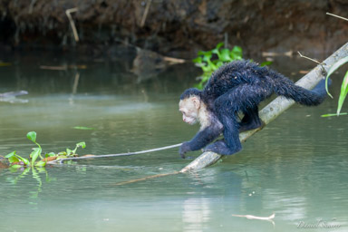 Singe capucin - White face monkey  
