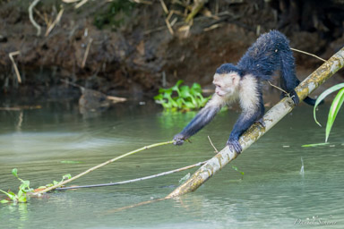 Singe capucin - White face monkey  
