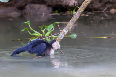 Singe capucin - White face monkey  