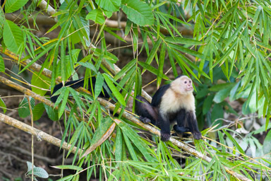 Singe capucin - White face monkey  