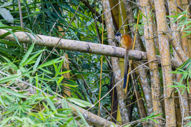 Singe écureuil - Squirrel Monkey  